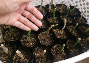 Neįtikėtinas triukas: iš kelių hortensijų šakelių per trumpą laiką užsiauginsi įspūdingą kolekciją sode