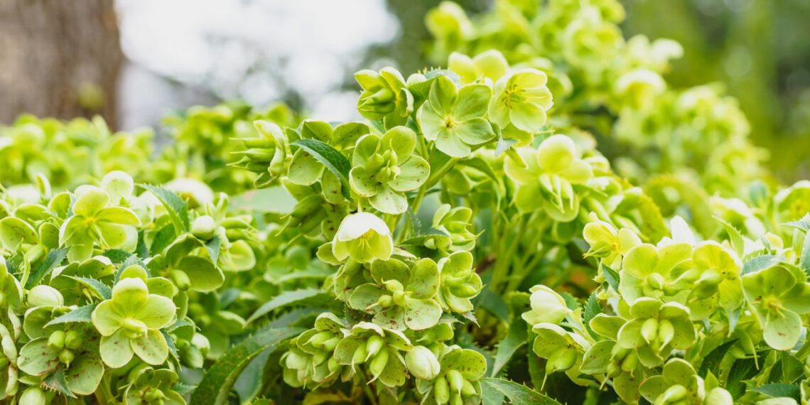 Neįtikėtinas triukas: kaip dauginant puošniuosius čemerius dykai susikurti įspūdingą gėlyną