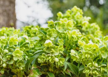 Neįtikėtinas triukas: kaip dauginant puošniuosius čemerius dykai susikurti įspūdingą gėlyną