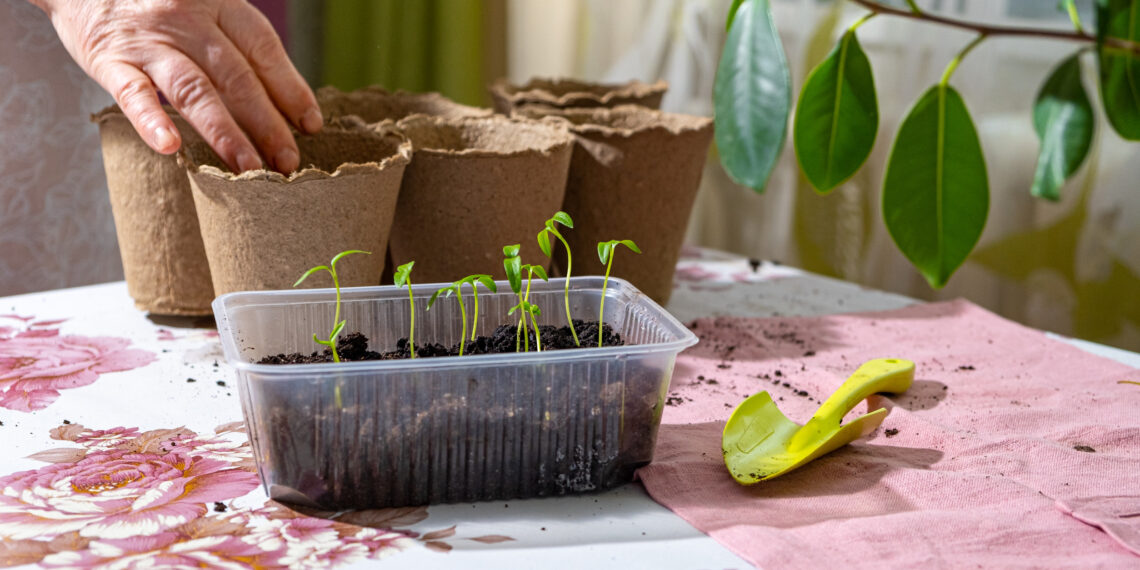 Neįtikėtinas triukas: kaip per 3 dienas išdyginsite paprikas ir pralenksite net profesionalus