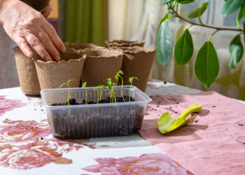 Neįtikėtinas triukas: kaip per 3 dienas išdyginsite paprikas ir pralenksite net profesionalus