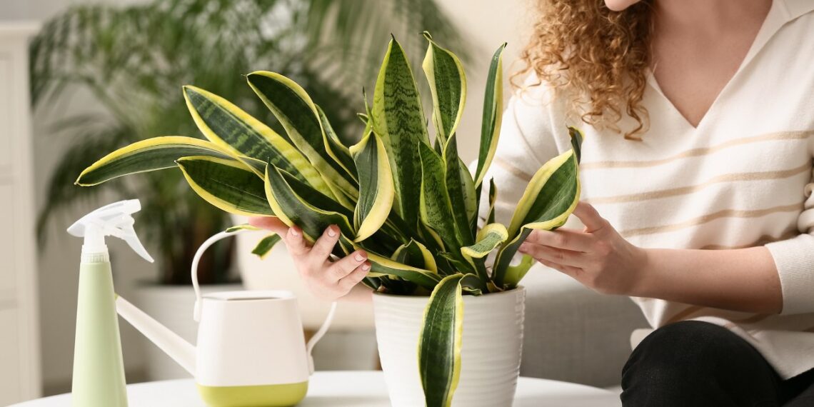 Neskubėk mesti nuvytusios gėlės: vienas triukas akimirksniu grąžins jai stulbinantį grožį