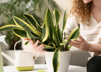 Neskubėk mesti nuvytusios gėlės: vienas triukas akimirksniu grąžins jai stulbinantį grožį