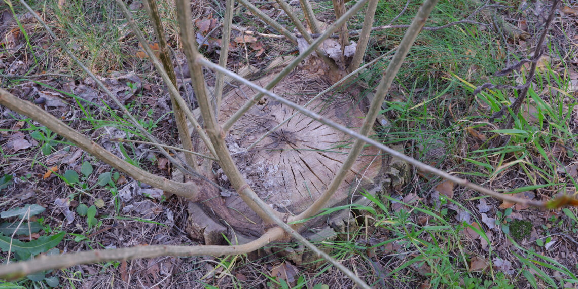 Netikėtas pavojus jūsų kieme: ką daryti, kai nukirsto medžio kelmas vėl ima žaliuoti?