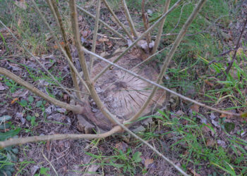 Netikėtas pavojus jūsų kieme: ką daryti, kai nukirsto medžio kelmas vėl ima žaliuoti?