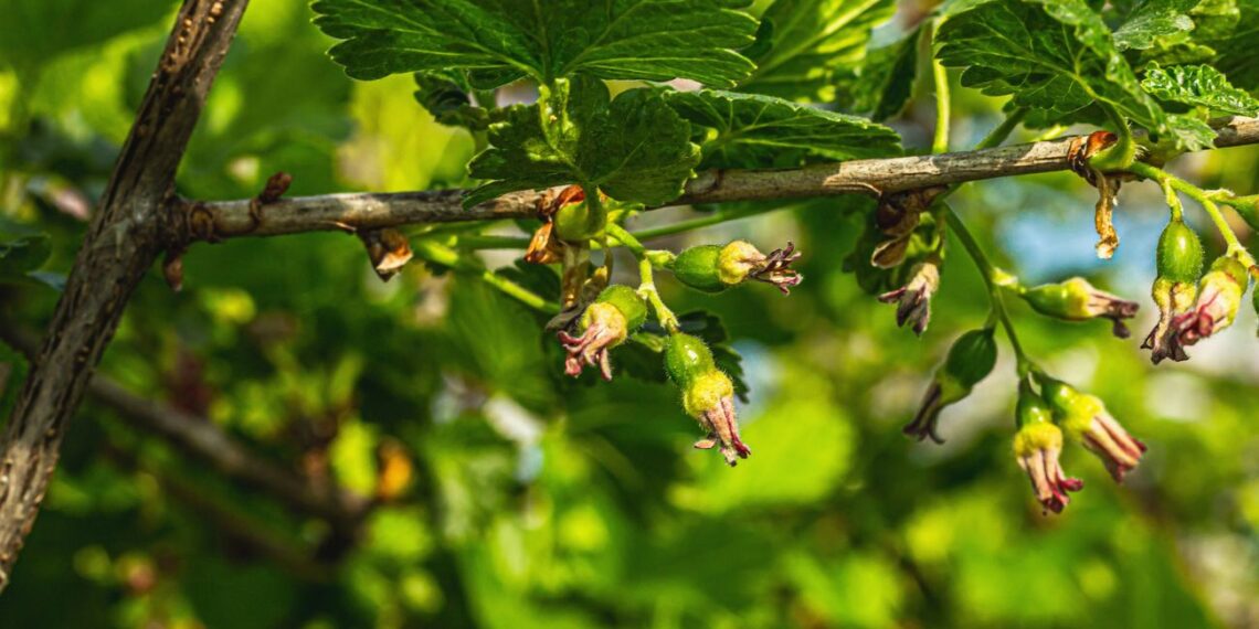 Netikėtas triukas darže: šie augalai prie serbentų ne tik apsaugo, bet ir dvigubina derlių