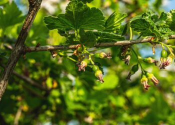 Netikėtas triukas darže: šie augalai prie serbentų ne tik apsaugo, bet ir dvigubina derlių