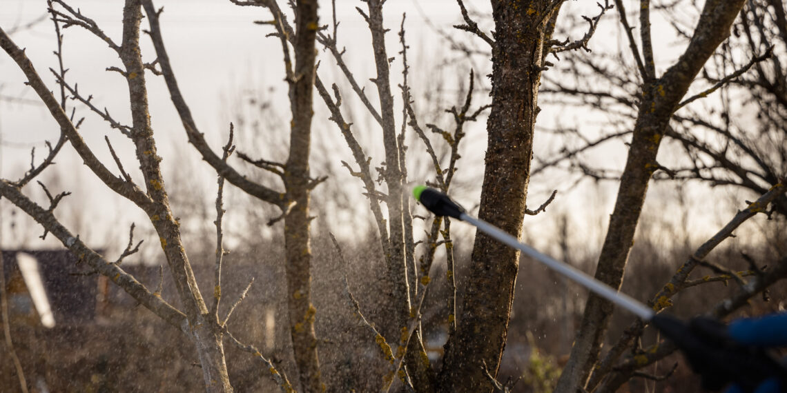 Netikėtas triukas sodininkams: vienas žieminis purškimas visam sezonui sunaikina kenkėjus