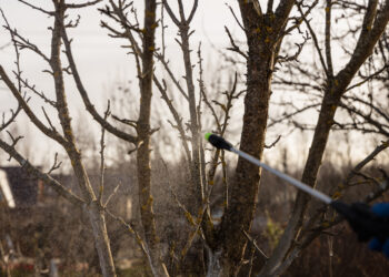 Netikėtas triukas sodininkams: vienas žieminis purškimas visam sezonui sunaikina kenkėjus