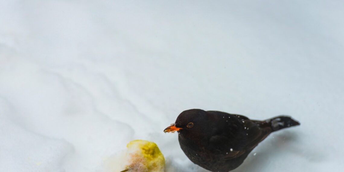 Netikėti žiemos svečiai prie jūsų lango: šis vienas triukas akimirksniu pritrauks juoduosius strazdus