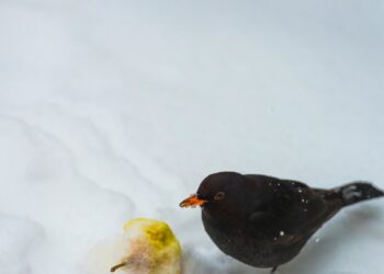 Netikėti žiemos svečiai prie jūsų lango: šis vienas triukas akimirksniu pritrauks juoduosius strazdus