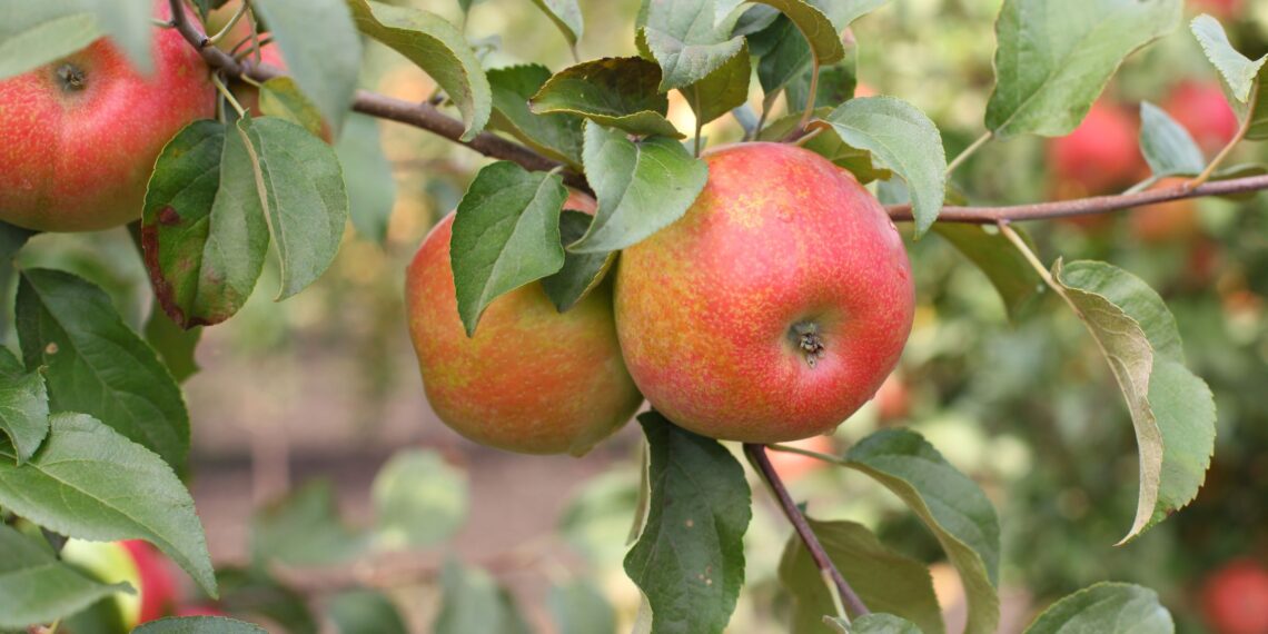 Nuo sausio iki gruodžio: sužinok, koks vaismedis slepia tavo gimimo mėnesio paslaptį