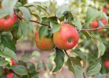 Nuo sausio iki gruodžio: sužinok, koks vaismedis slepia tavo gimimo mėnesio paslaptį