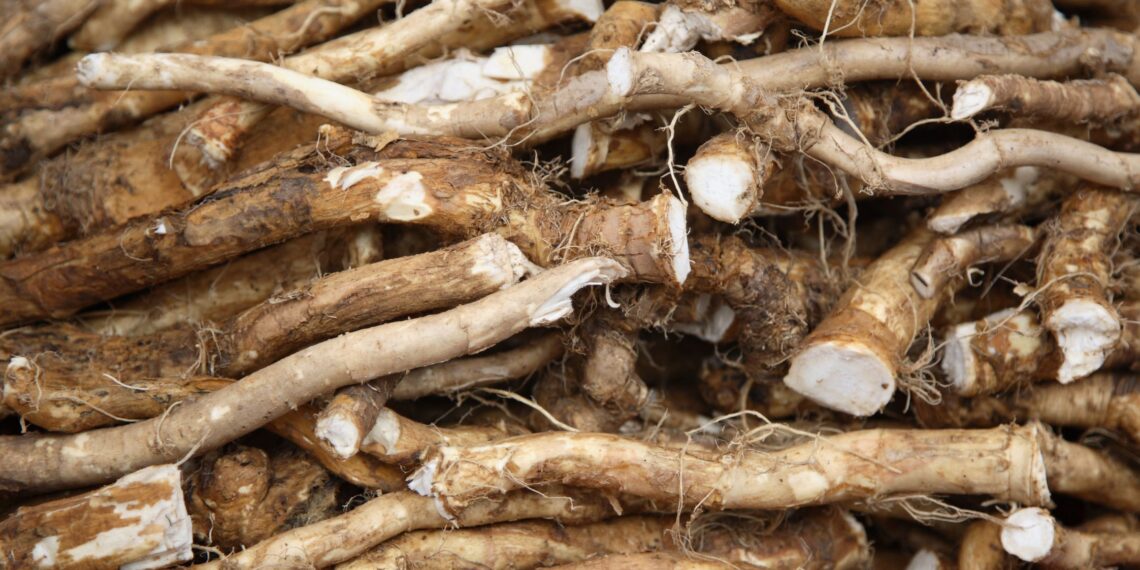 Nustebsi: štai kaip iš paprasto parduotuvėje pirkto krieno gabalo išauginti derlingą lysvę