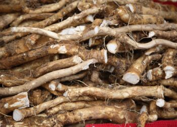 Nustebsi: štai kaip iš paprasto parduotuvėje pirkto krieno gabalo išauginti derlingą lysvę