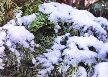 Sodininkai šoke: viena klaida žiemą ir tujos nebeapsaugos jūsų nuo smalsaus kaimyno