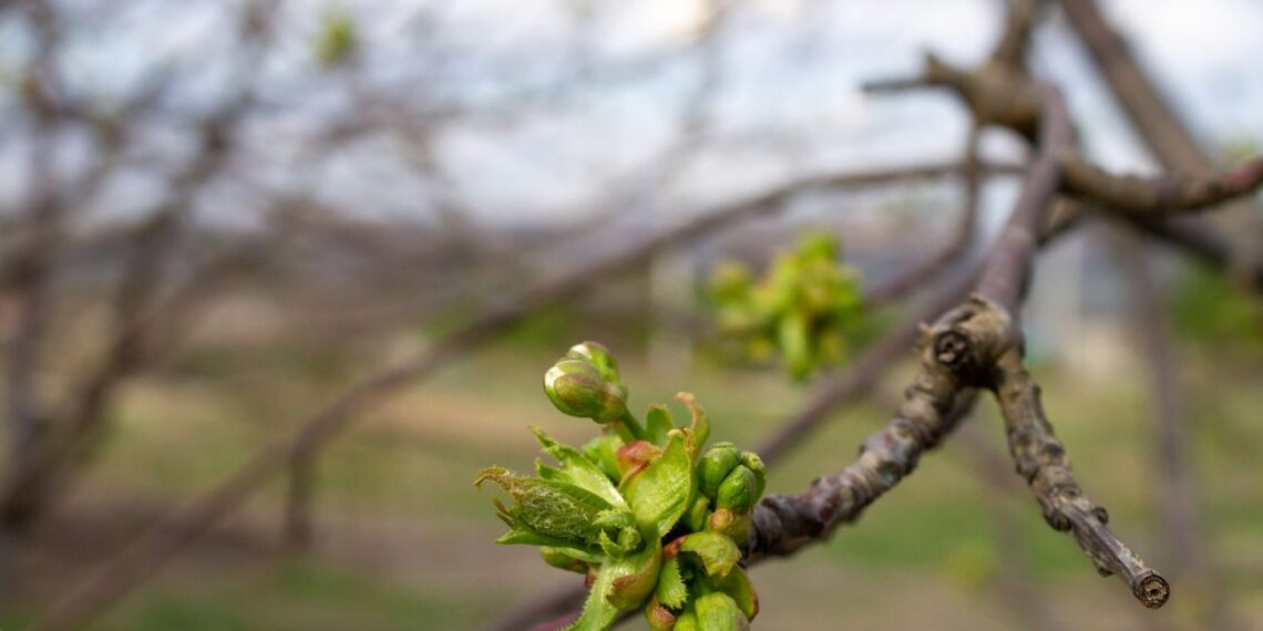 Pakabink ant šakos ar paberk po medžiais: stebuklas, kuris sulaiko drėgmę ir atbaido kenkėjus