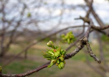 Pakabink ant šakos ar paberk po medžiais: stebuklas, kuris sulaiko drėgmę ir atbaido kenkėjus