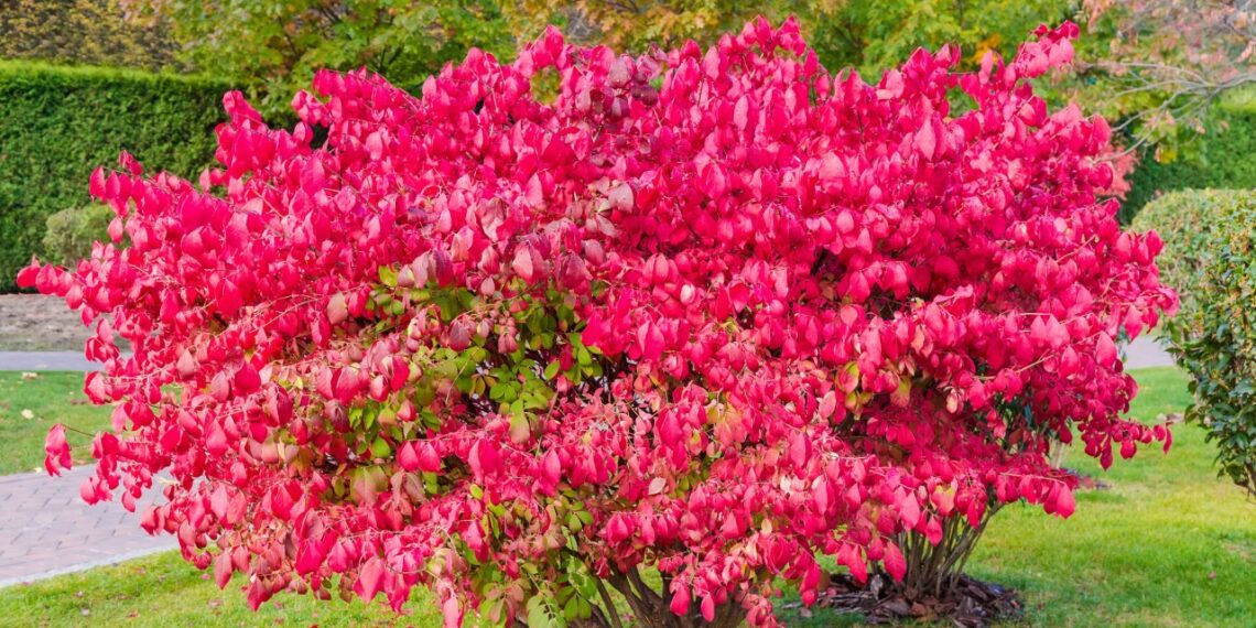 Pasodink šioje vietoje ir pamiršk rūpesčius: beprotiškai įspūdingas krūmas sausai, skurdžiai žemei