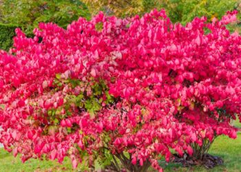 Pasodink šioje vietoje ir pamiršk rūpesčius: beprotiškai įspūdingas krūmas sausai, skurdžiai žemei