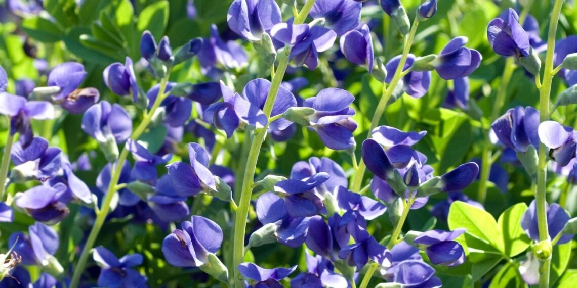Pasodink šiuos daugiamečius gėlynų stebuklus kartą ir džiaukis įspūdingomis gėlėmis visą gyvenimą
