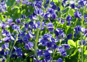 Pasodink šiuos daugiamečius gėlynų stebuklus kartą ir džiaukis įspūdingomis gėlėmis visą gyvenimą