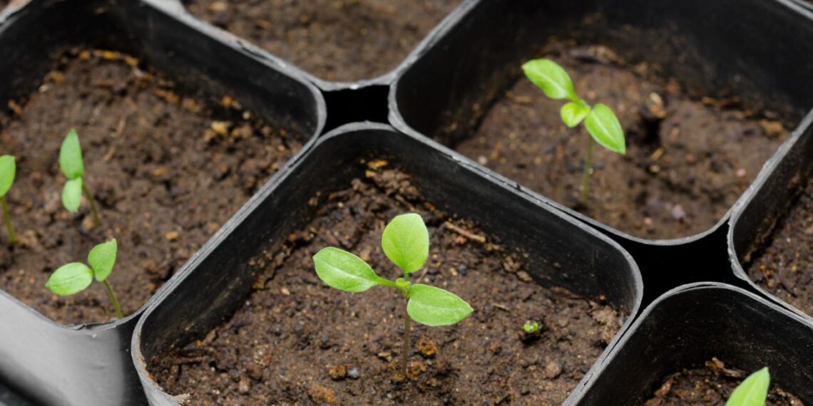 Pasodinsi per vėlai – derliaus nematysi: kada sėti baklažanus, kad daigai būtų ypatingai tvirti