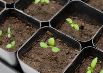 Pasodinsi per vėlai – derliaus nematysi: kada sėti baklažanus, kad daigai būtų ypatingai tvirti