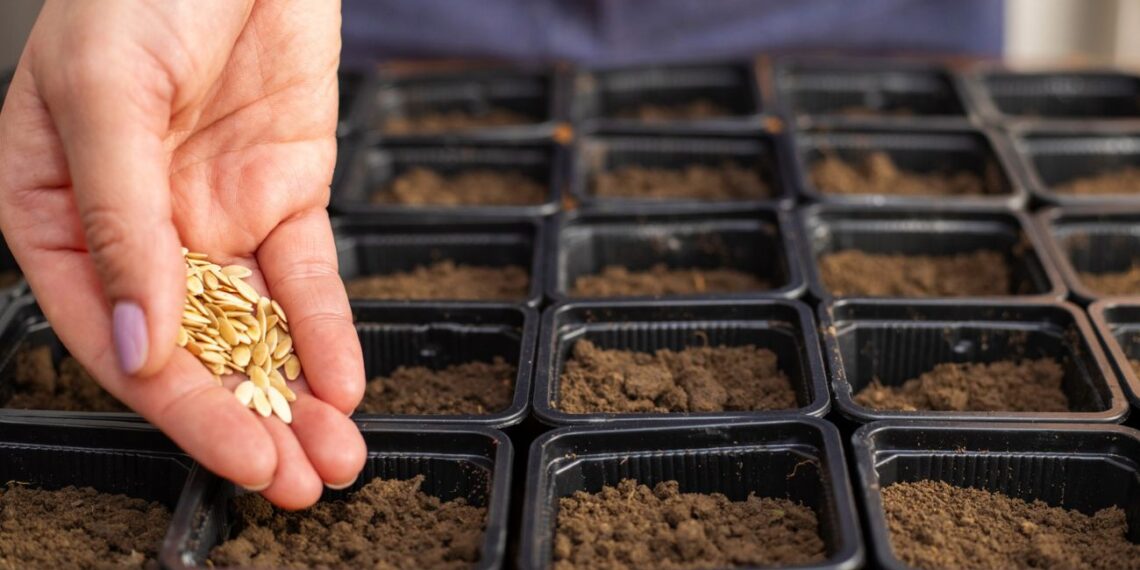 Pasodinsi per vėlai – liksi be derliaus? Patikrink, kada SĖTI agurkus, pomidorus ir paprikas