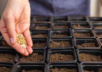 Pasodinsi per vėlai – liksi be derliaus? Patikrink, kada SĖTI agurkus, pomidorus ir paprikas