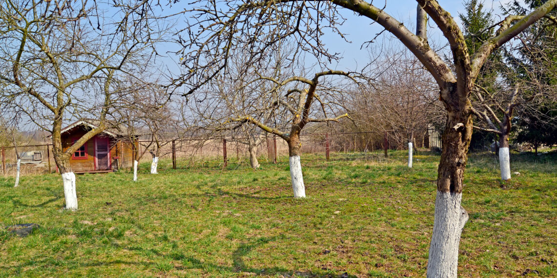 Pavojingas žiemos parazitas naikina slyvas ir vyšnias: sužinok, kaip išgelbėti sodą
