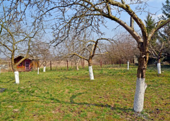 Pavojingas žiemos parazitas naikina slyvas ir vyšnias: sužinok, kaip išgelbėti sodą