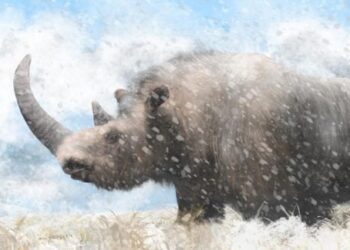 Per 14 tūkst. metų išlikę vilko pietų likučiai atskleidė stulbinančią senojo raganosio paslaptį