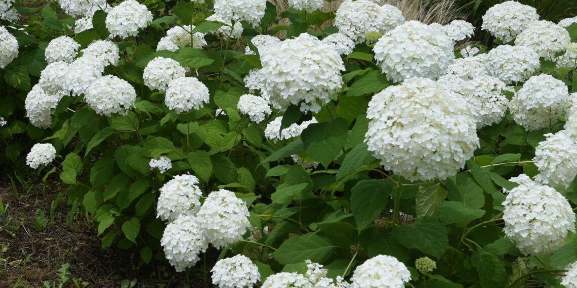 Pradėk jau sausį: paprasta gudrybė, po kurios tavo hortenzijos pavasarį skęs žieduose