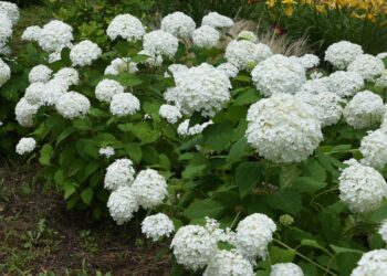 Pradėk jau sausį: paprasta gudrybė, po kurios tavo hortenzijos pavasarį skęs žieduose