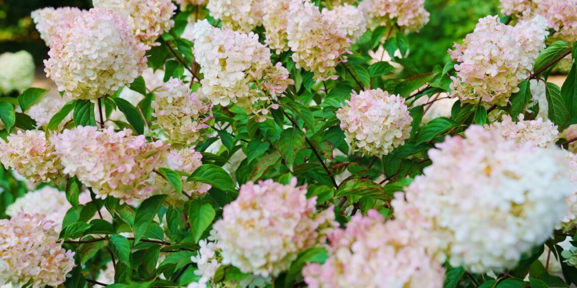 Pradėk kaupti šį stebuklingą priedą jau sausį – kovą pabersi po hortenzijomis ir jos žydės dvigubai gausiau
