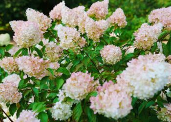 Pradėk kaupti šį stebuklingą priedą jau sausį – kovą pabersi po hortenzijomis ir jos žydės dvigubai gausiau