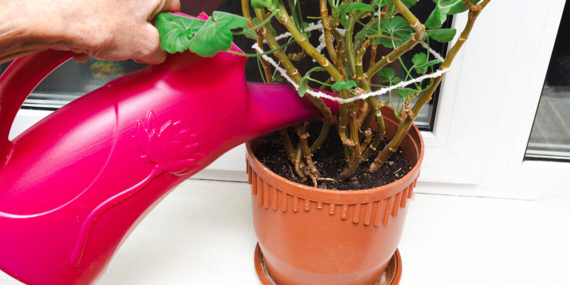 Pradėkite jau sausį – pavasarį pelargonijos sprogs žiedais, bet daug kas pamiršta šį vieną triuką