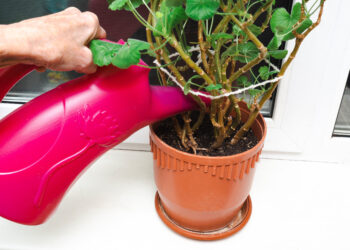 Pradėkite jau sausį – pavasarį pelargonijos sprogs žiedais, bet daug kas pamiršta šį vieną triuką