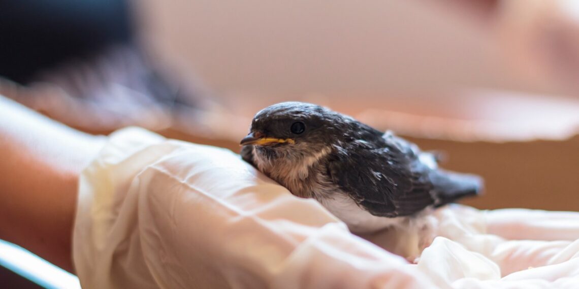 Palikti ar gelbėti? Ką daryti radus sušalusį ar sužeistą laukinį gyvūną žiemą ir ko vengti