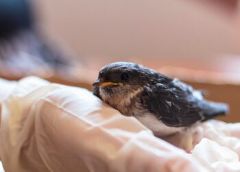 Palikti ar gelbėti? Ką daryti radus sušalusį ar sužeistą laukinį gyvūną žiemą ir ko vengti