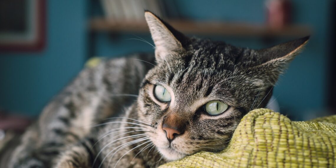 Europinis trumpaplaukis ar beveislis katinas? Šis katinų klaidų šleifas šokiruos daugelį lietuvių