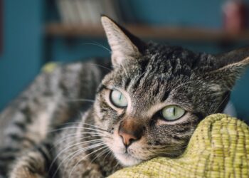 Europinis trumpaplaukis ar beveislis katinas? Šis katinų klaidų šleifas šokiruos daugelį lietuvių