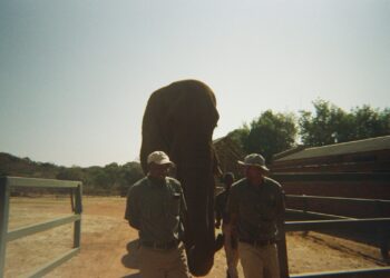 Two men stand beside a large elephant outdoors.