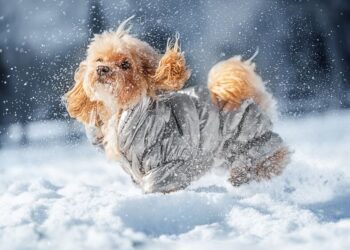 Šalčiai smogia dar stipriau: veterinarai įspėja – šios pigios klaidos augintinius gali kainuoti gyvybę