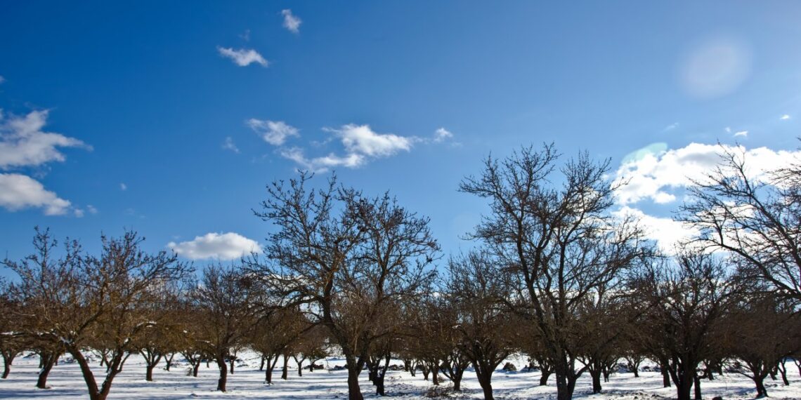 Sausį būtinai apgenėk šiuos vaismedžius ir krūmus – vasarą šakos lūš nuo uogų ir vaisių