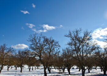 Sausį būtinai apgenėk šiuos vaismedžius ir krūmus – vasarą šakos lūš nuo uogų ir vaisių