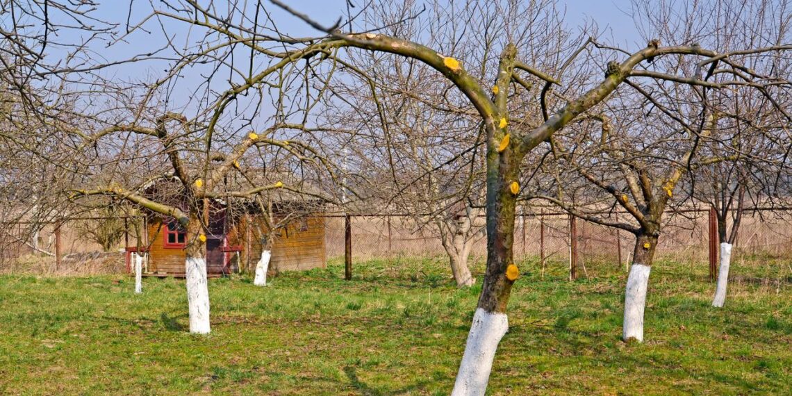 Sausio darbas sode, kurį ignoruoja net patyrę sodininkai: apsaugok obelis ir kriaušes nuo tyliojo žudiko