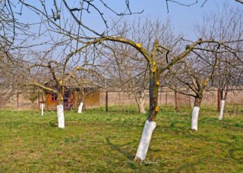 Sausio darbas sode, kurį ignoruoja net patyrę sodininkai: apsaugok obelis ir kriaušes nuo tyliojo žudiko