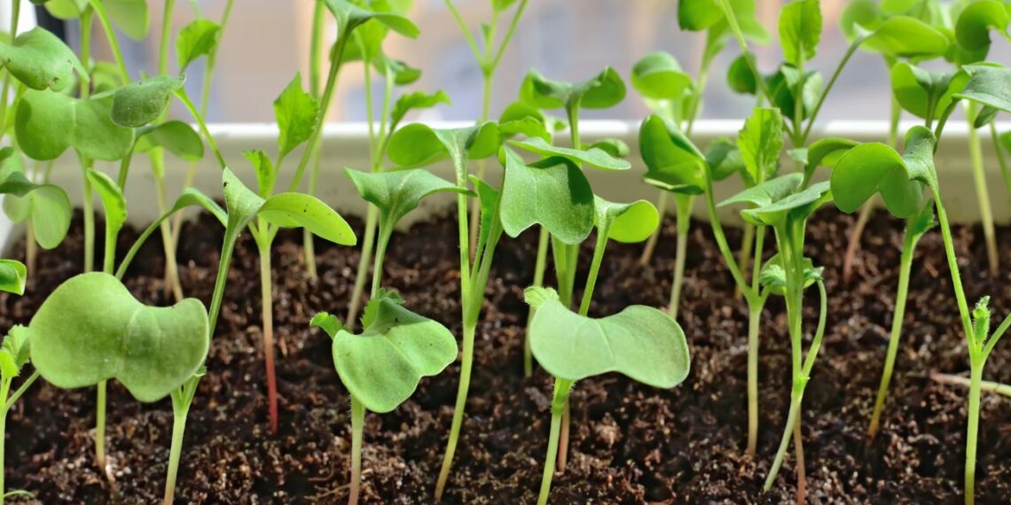 Sausio sėjos klaidos, kurias daro beveik visi: šių augalų dabar jokiu būdu neapsėkite